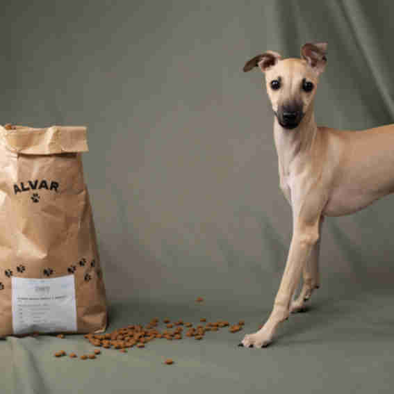 Alvar Pet Reviews