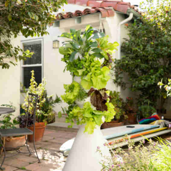 Lettuce Grow Reviews