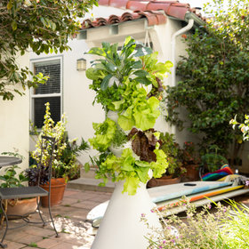 Lettuce Grow