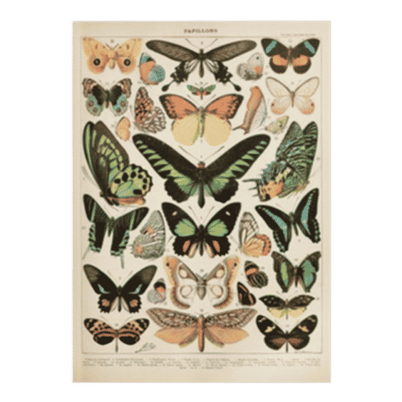 Papillon II Vintage French Butterfly Chart by Adolphe Millot Art Print by Visionary Sea