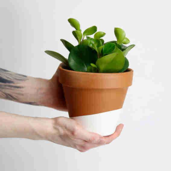 Horti Reviews
