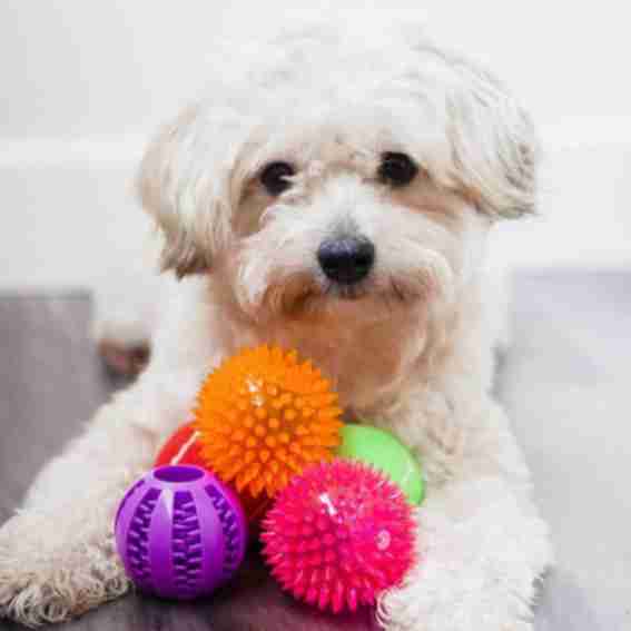Pacific Pups Rescue Reviews