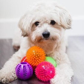 Pacific Pups Rescue