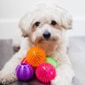 Pacific Pups Rescue