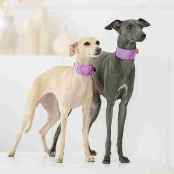 Hey Dog Co Reviews
