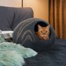 Meowfia