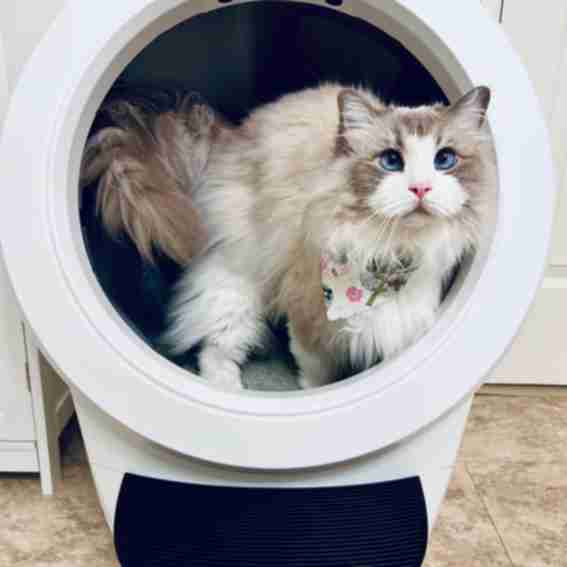 Whisker Reviews