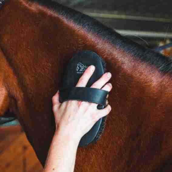 HorseHaus Reviews