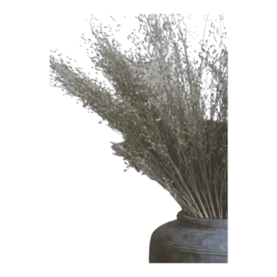 Dried Indian Rice Grass - 22-28"