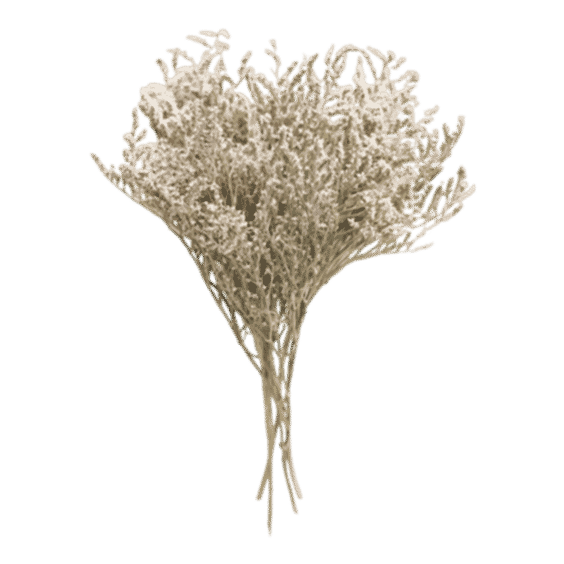 Dried German Statice - 10-15"