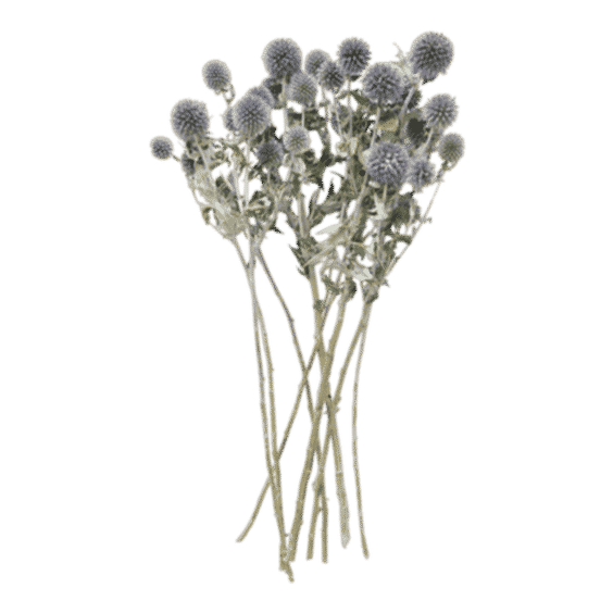 Blue Dried Echinops Globe Thistles - 16-22"