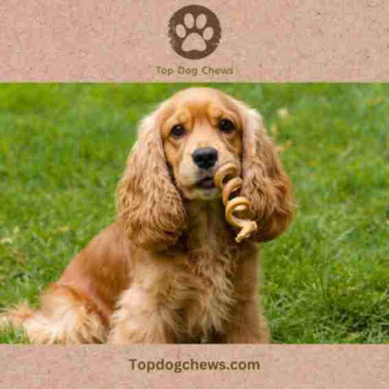 Top Dog Chews Reviews