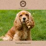 Top Dog Chews