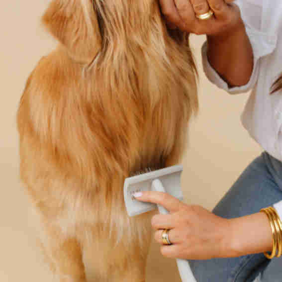 Pupwell Reviews