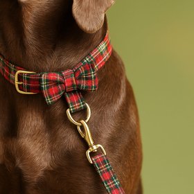 DD Paws