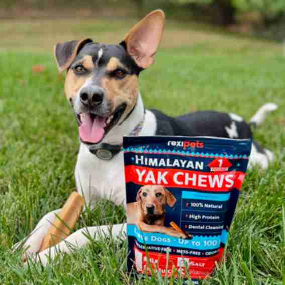  Rexipets Reviews