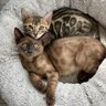 Mother of Bengals