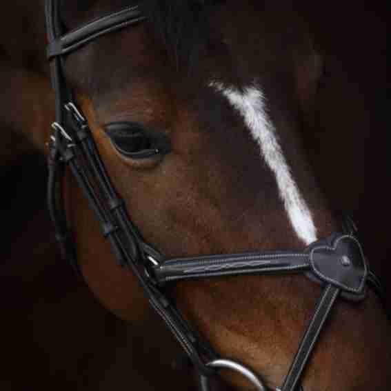 Riviera Equisport Reviews