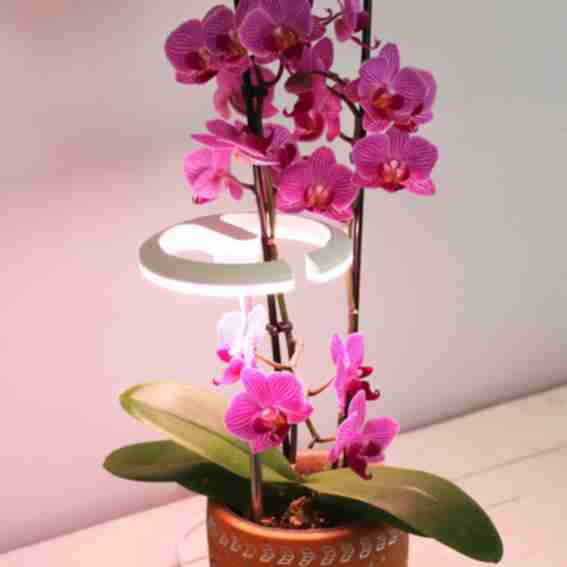SunBlaster Lighting Reviews