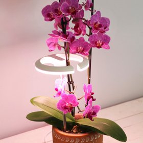 SunBlaster Lighting