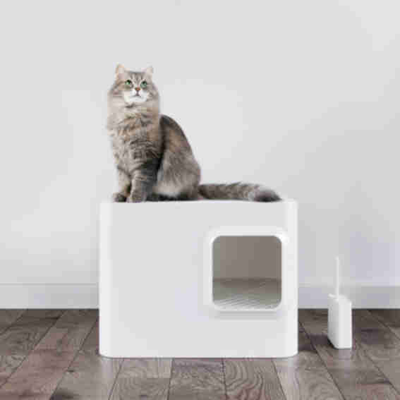 Meowy Studio Reviews