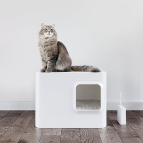 Meowy Studio
