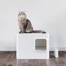 Meowy Studio