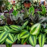 All About Planties