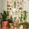 House Plant Shop
