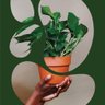 Grounded Plants