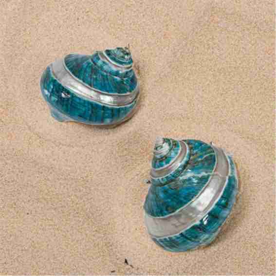 The Seashell Company Reviews