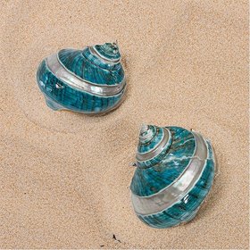 The Seashell Company