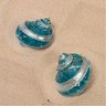 The Seashell Company