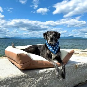Boat Dog