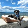 Boat Dog