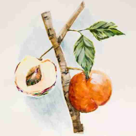 Hanging Peaches