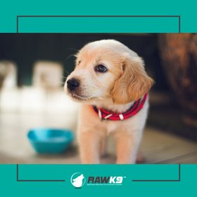 Raw K9