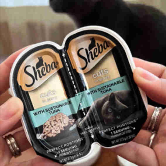 Sheba  Reviews