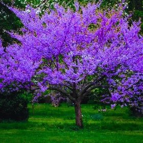 Garden Plant Nursery