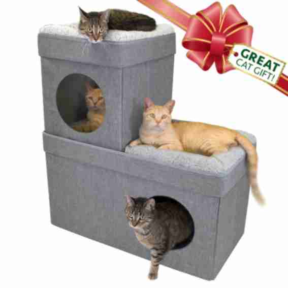 Kitty City Reviews