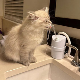AquaPurr