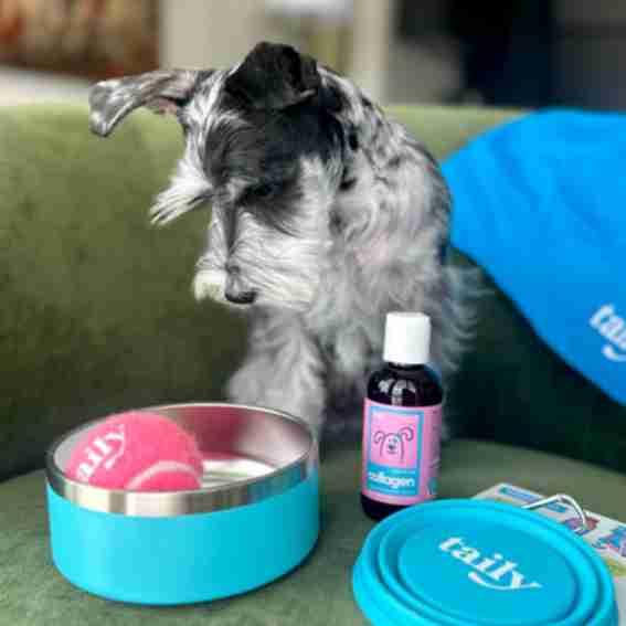 Taily Pet Reviews
