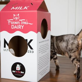 Cat in the Box