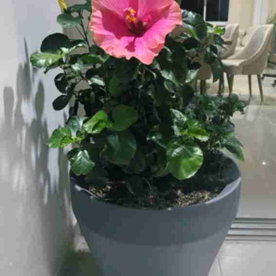 Crescent Garden Reviews