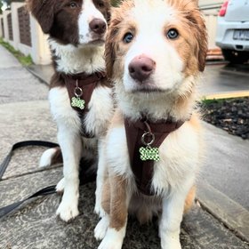 Bailey And Bone