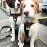 Bailey And Bone
