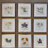 Botanicals by Sandy