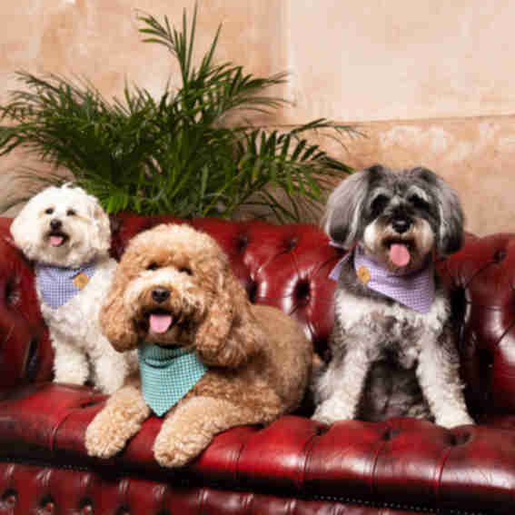 DoggySquad London Reviews
