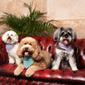 DoggySquad London