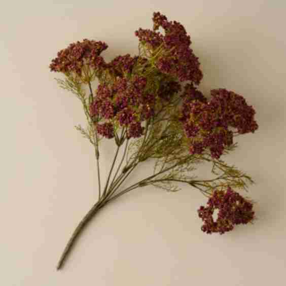 Purple Yarrow Bush